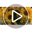 Amajoy 4 Bunches Artificial Sunflower Bouquet, Fake Silk Sunflower Flowers, Realistic Silk Sunflowers for Home Hotel DIY C...