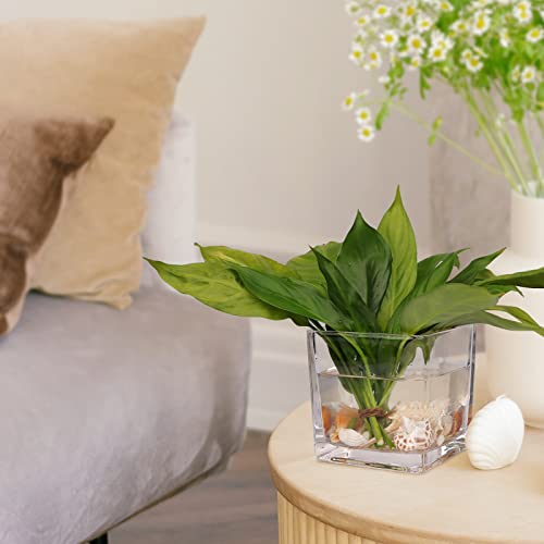 Comrzor Set of 6 Square Glass Vases 4" x 4" x 4", Clear Flower Vase, Plant Terrarium, Candle Holder for Wedding Centerpiec...