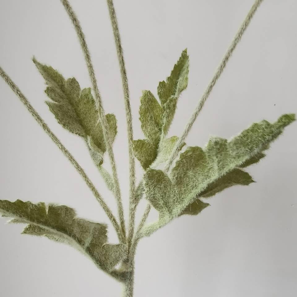 DODXIAOBEUL 3 Bundles of 22 inches Tall Red Poppy Flowers Artificial,Ranunculus Artificial Flowers,Faux Flower Stems for W...