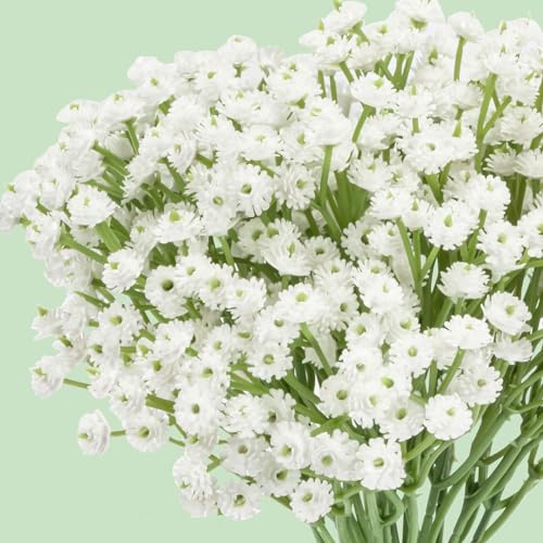 MAQIHAN 30 Baby Breath Artificial Flowers - 7.6" Babies Breath Flowers Artificial Faux Flowers Bouquet White Fores Greener...