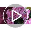 BSMYBO 6PCS Artificial Geraniums Outdoor Flowers, Faux Pink Geraniums Artificial Flowers Plants Outdoor UV Resistant Plant...