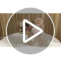 rongflower Artificial Flowers Combo Box Set Silk Flowers Fake Rose for DIY Floral Arrangements Wedding Bouquets Centerpiec...