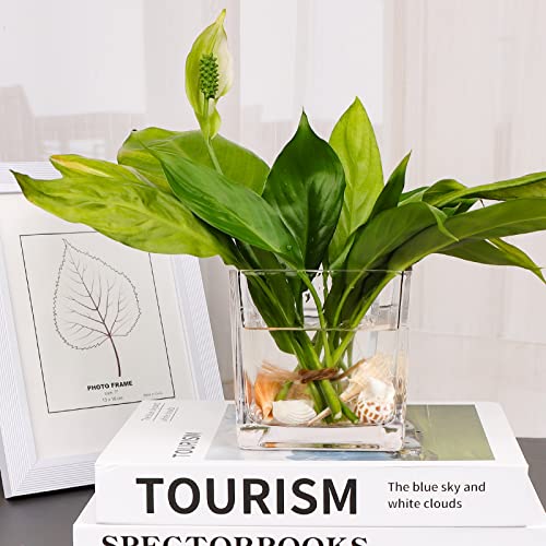 Comrzor Set of 6 Square Glass Vases 4" x 4" x 4", Clear Flower Vase, Plant Terrarium, Candle Holder for Wedding Centerpiec...