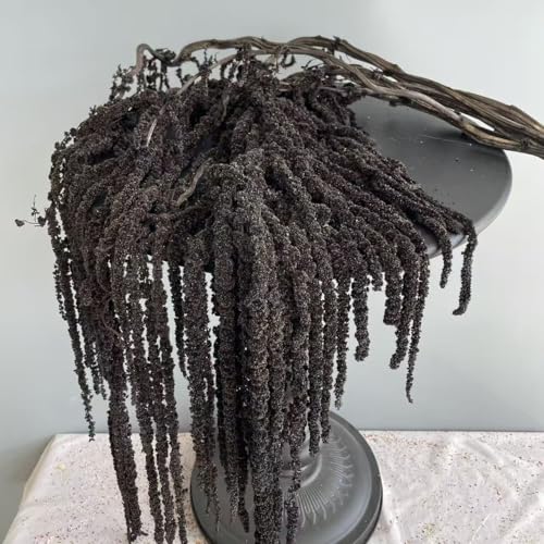 1 Bundle Dried Amaranthus Hanging Flowers Black Natural Preserved Flower for Wedding Arch Exhibition Wall Hanging Lover Te...