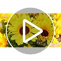 TURNMEON 28Pcs Sunflowers Artificial Flowers for Outdoors Spring Decor, 4 Pack Fake Flowers Silk Faux Sunflower Bouquet Ar...