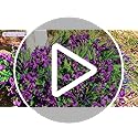 summer flower Purple Flowers Artificial, 14 Bundles Fake, UV Resistant Fake Lavender, Faux Silk Plants for Decorate Center...